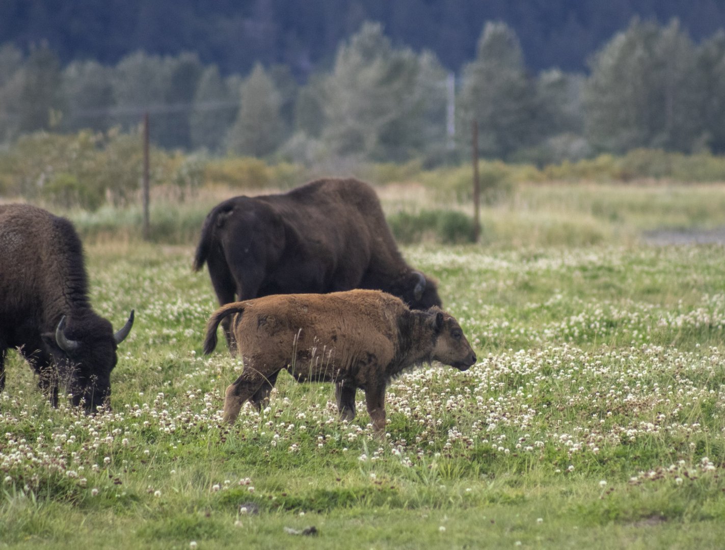 Wood Bison calf