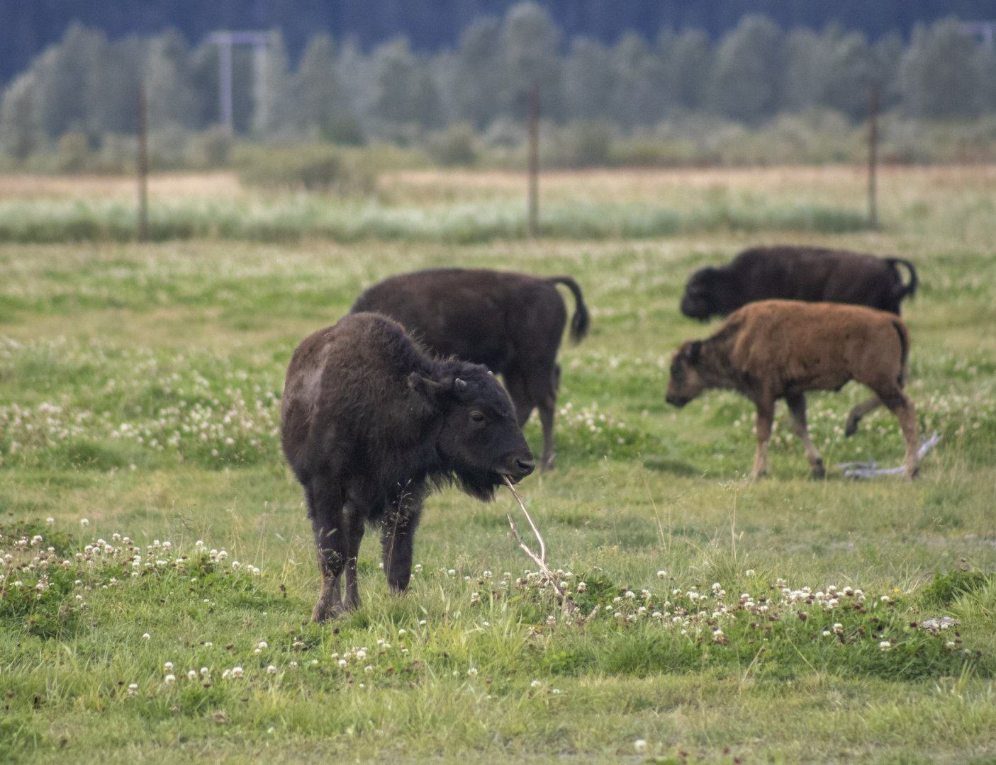 Wood Bison calves