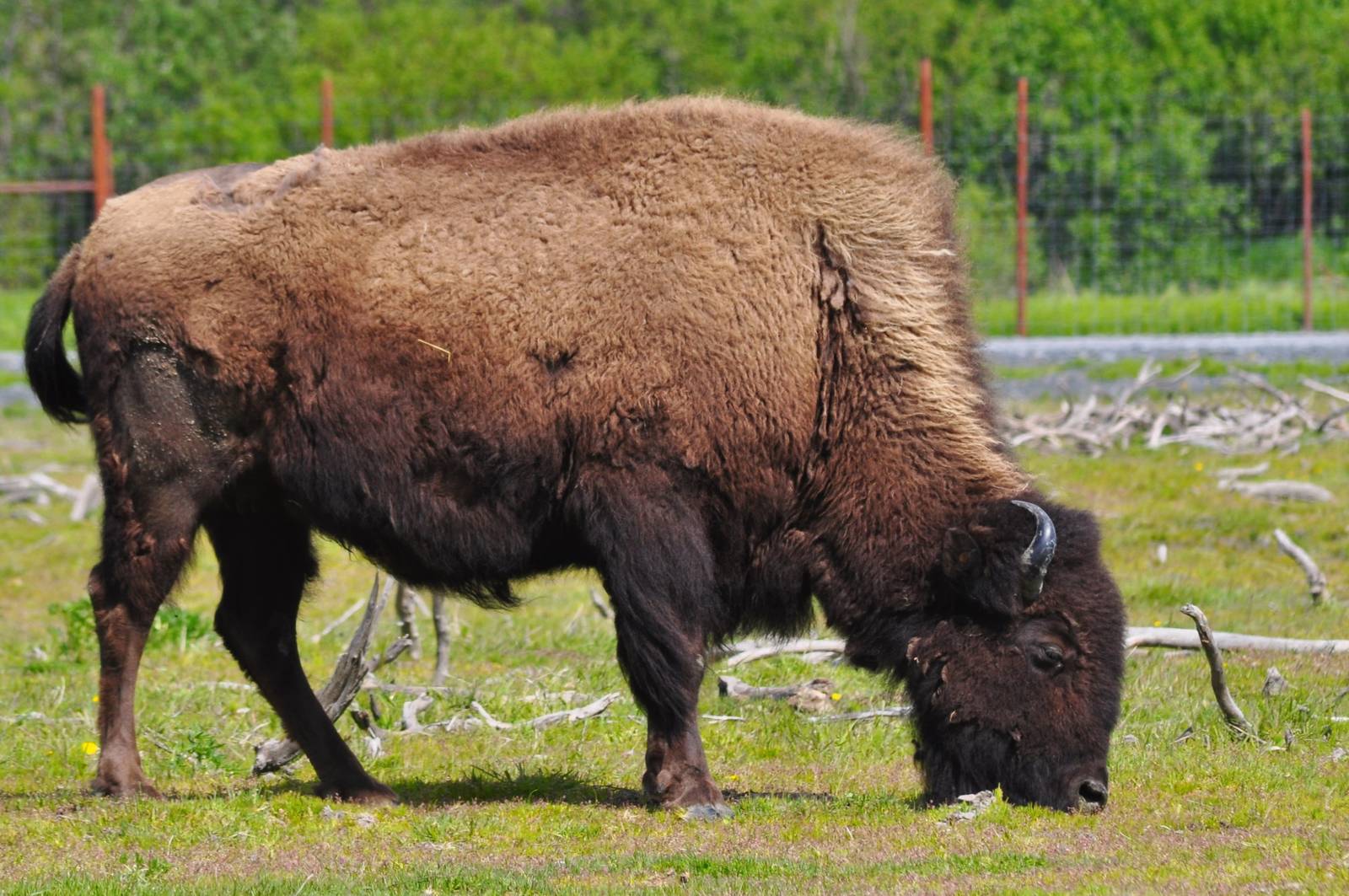 Wood Bison cow