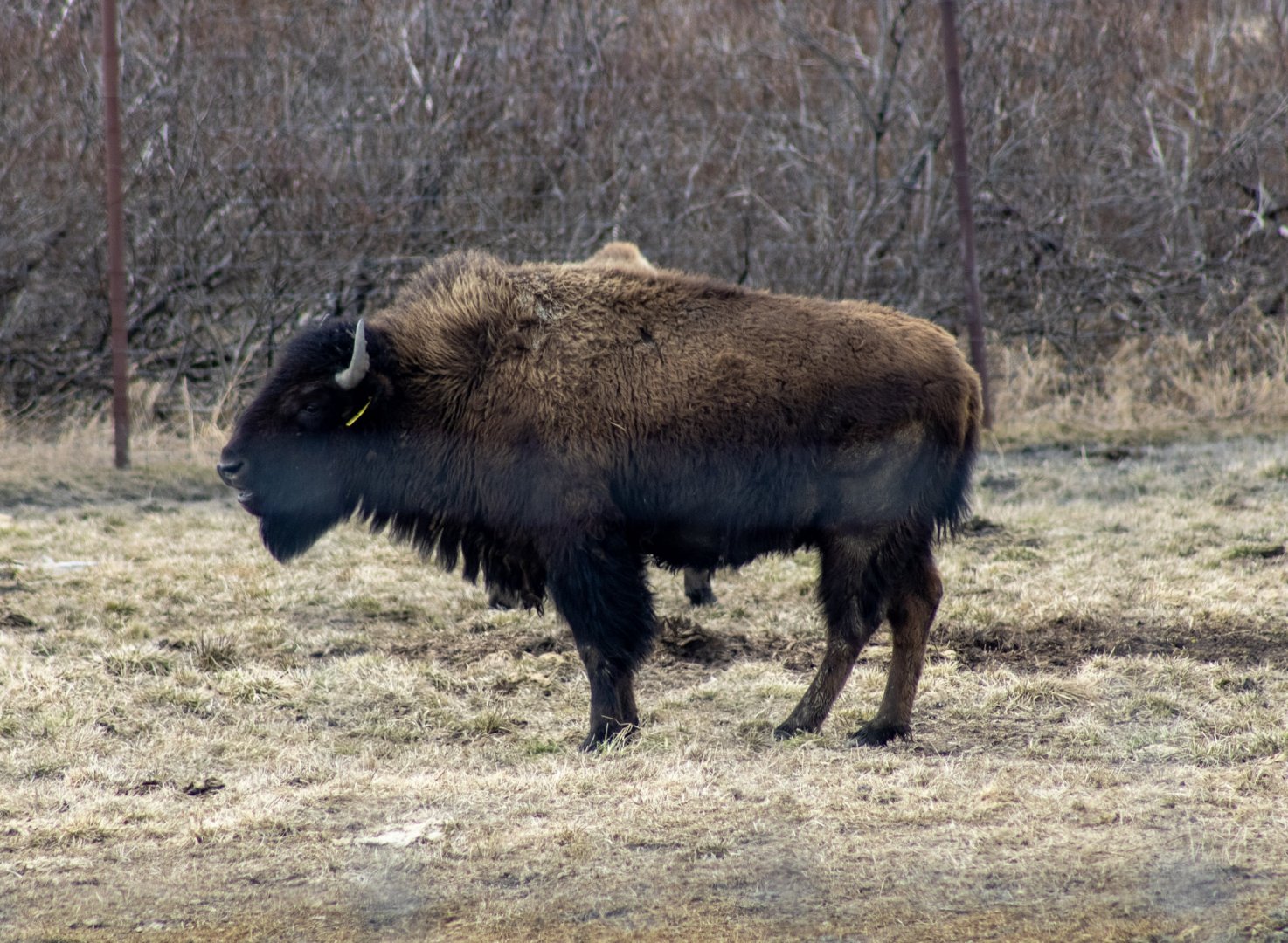 Wood Bison Cow