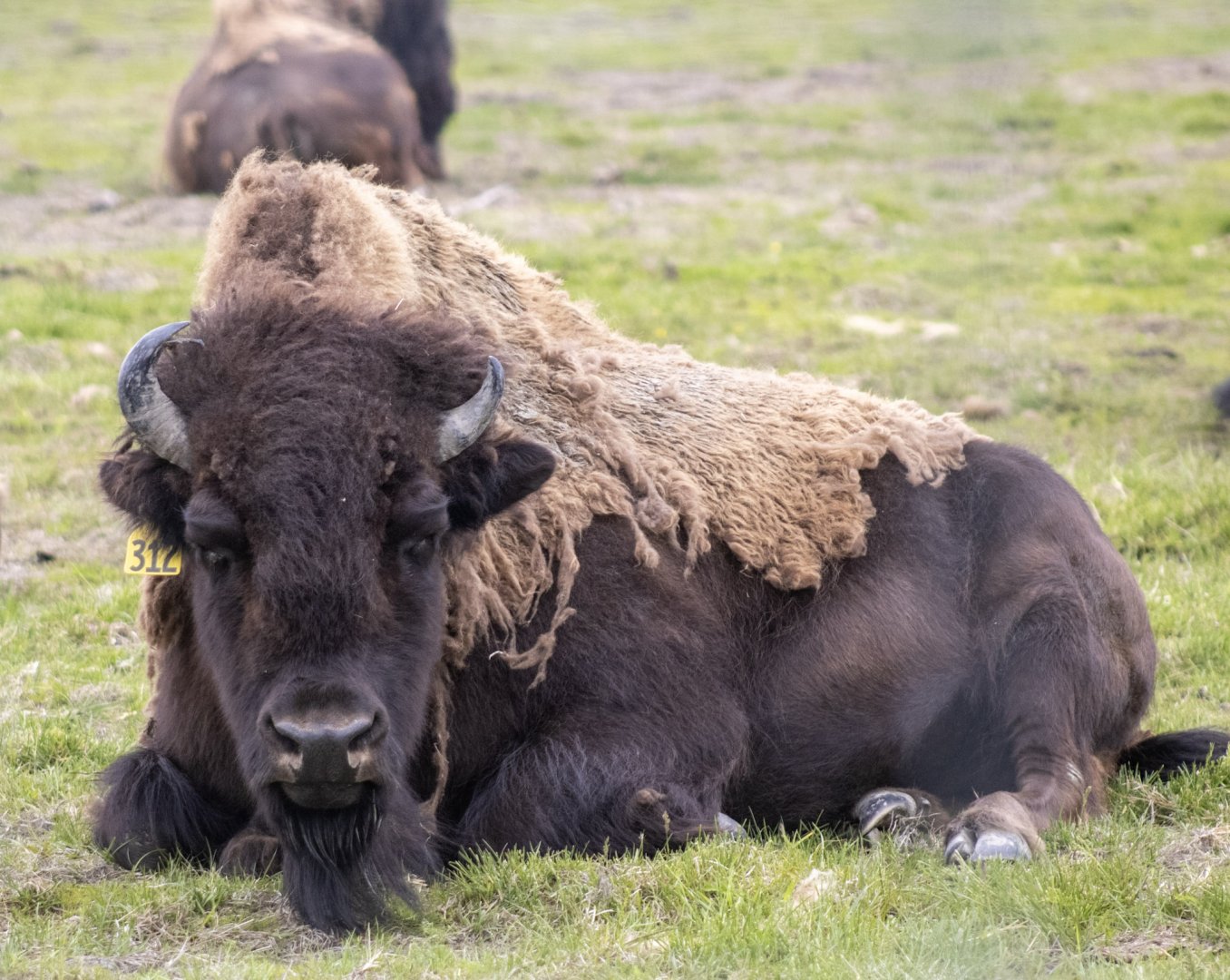 Wood Bison cow