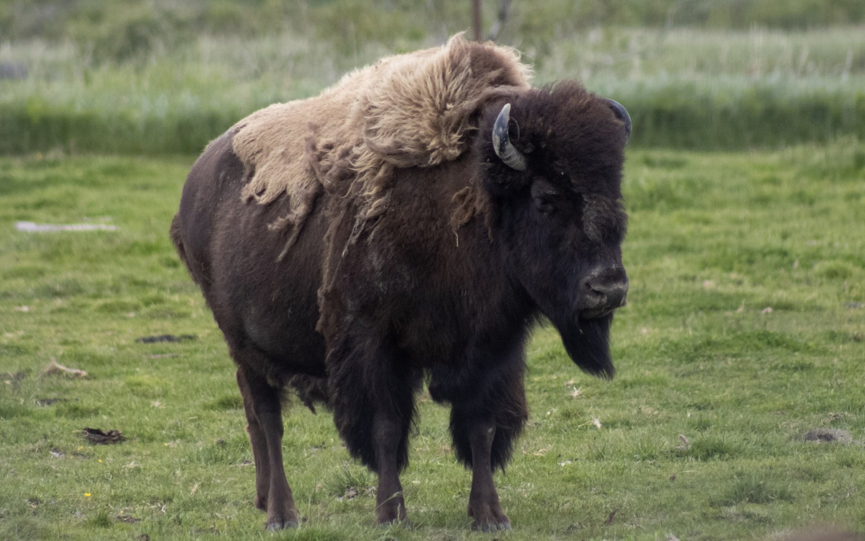Wood Bison cow