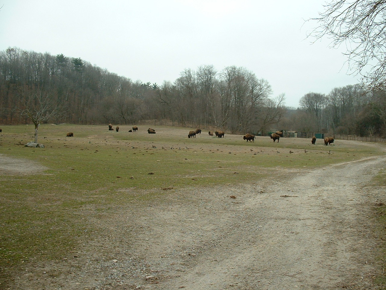 Wood Bison Enclosure - Nov 2012
