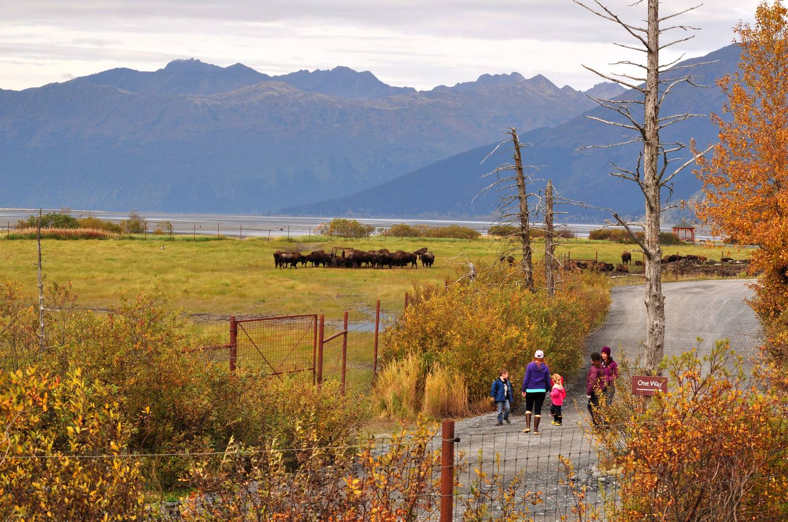 Wood Bison Enclosure