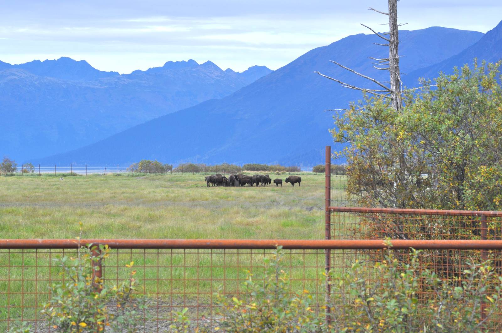 Wood Bison Enclosure