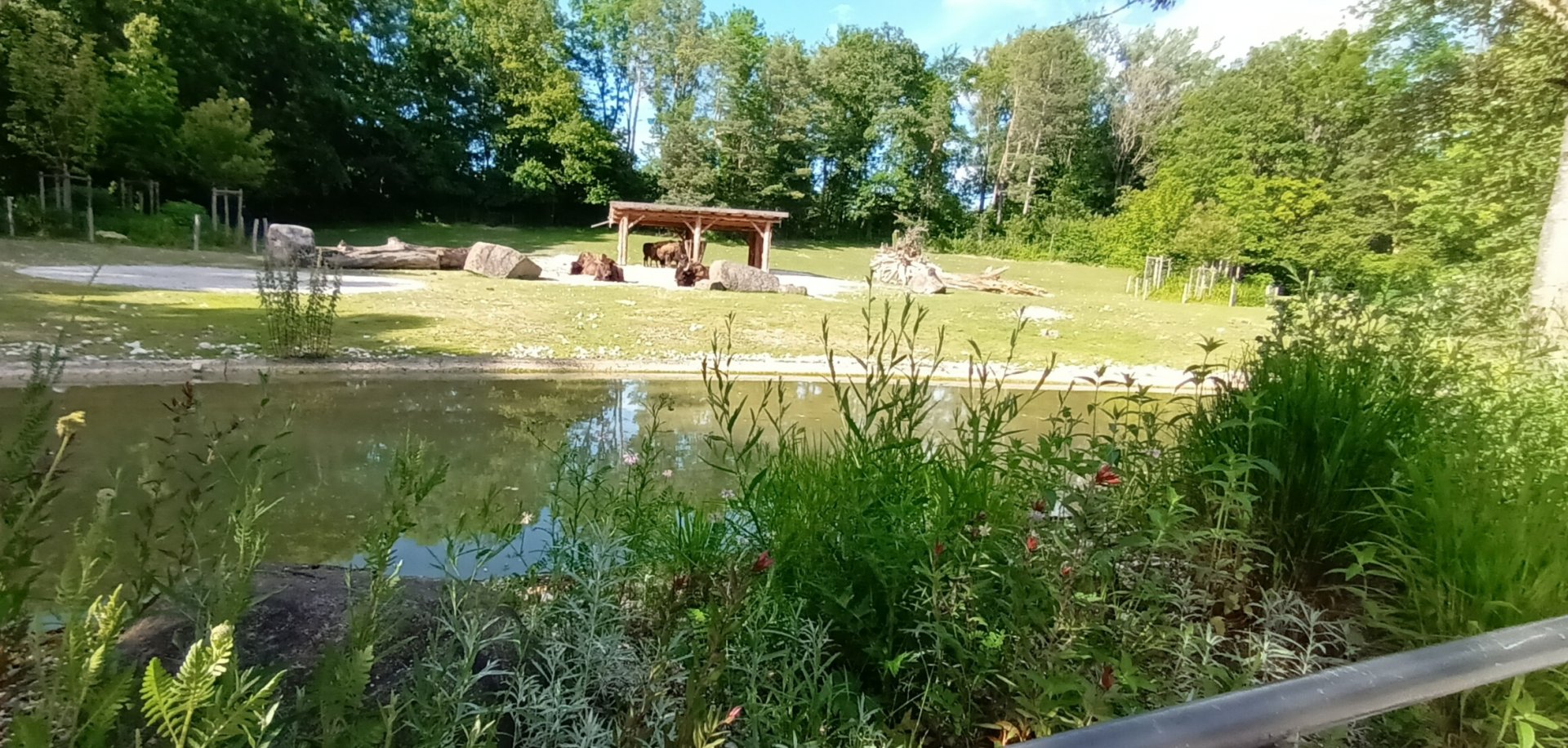 Wood Bison Enclosure