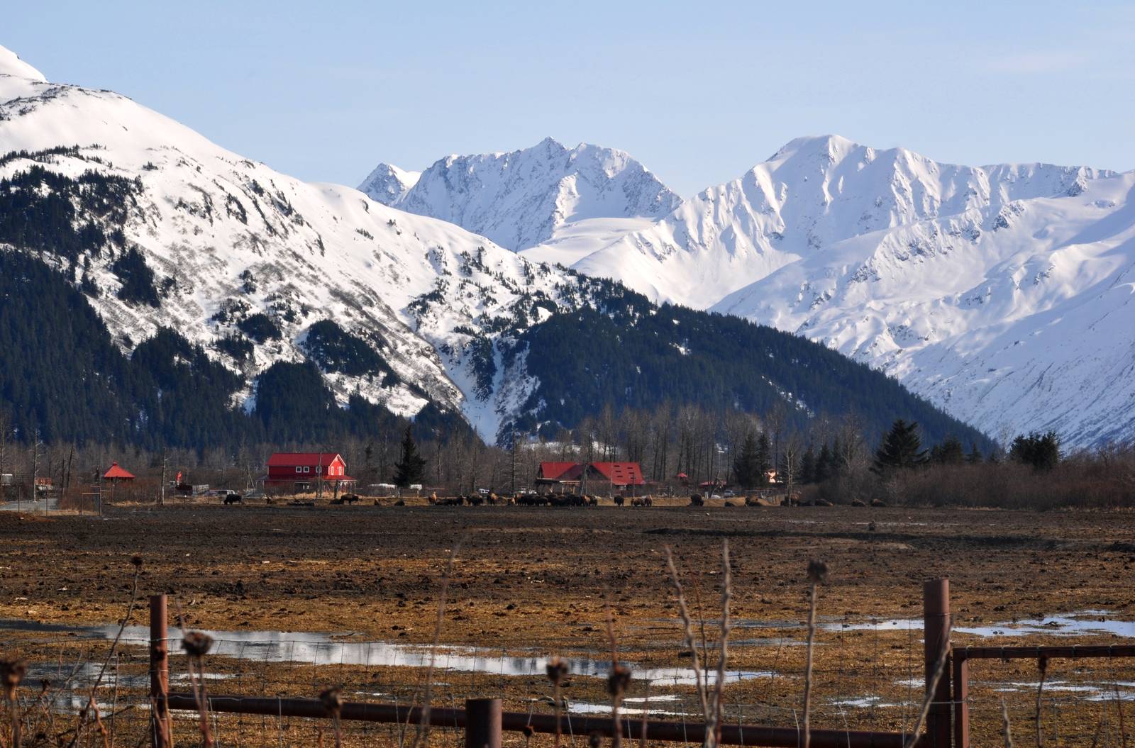 Wood Bison Exhibit AWCC
