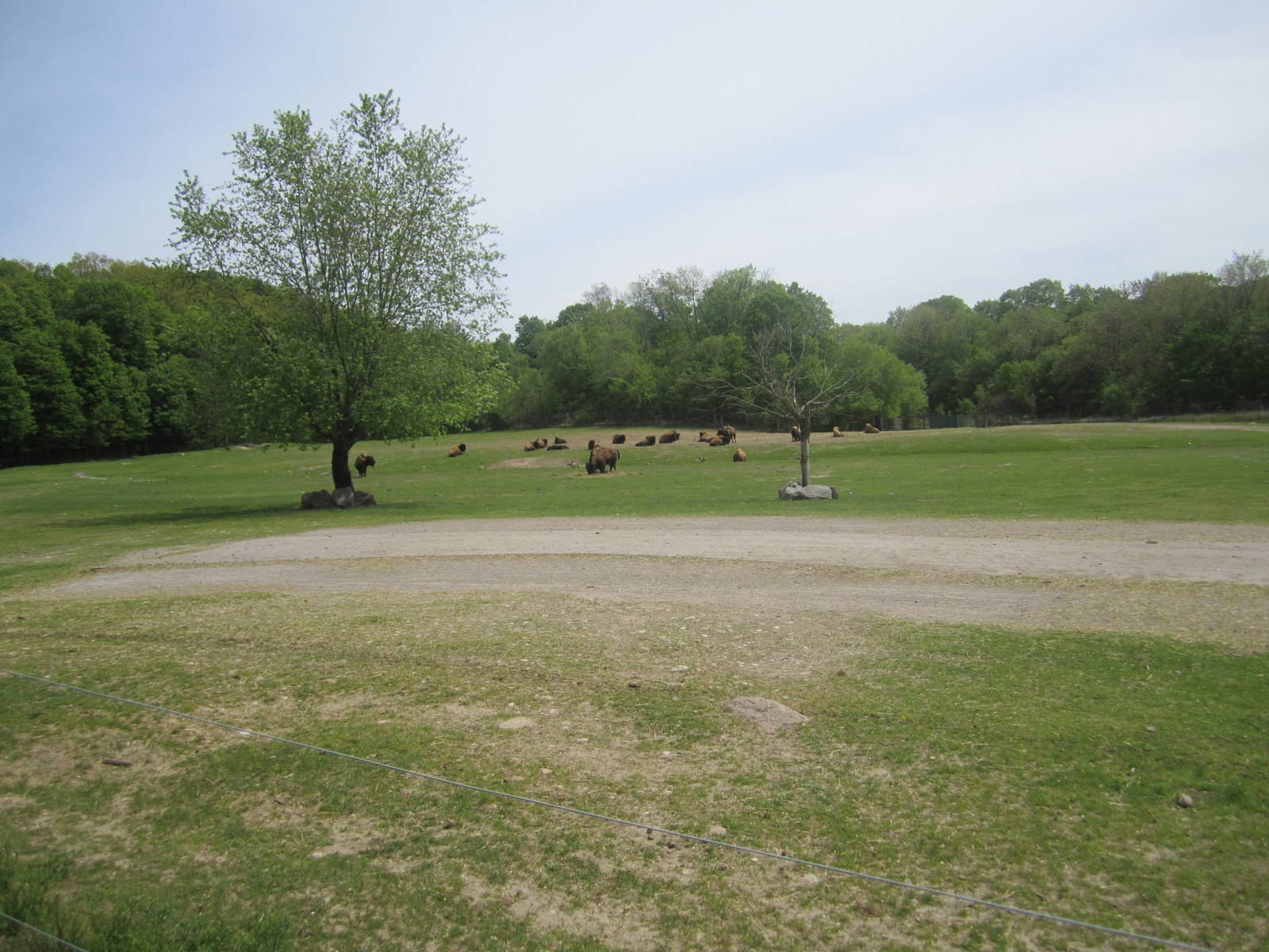 Wood Bison Exhibit