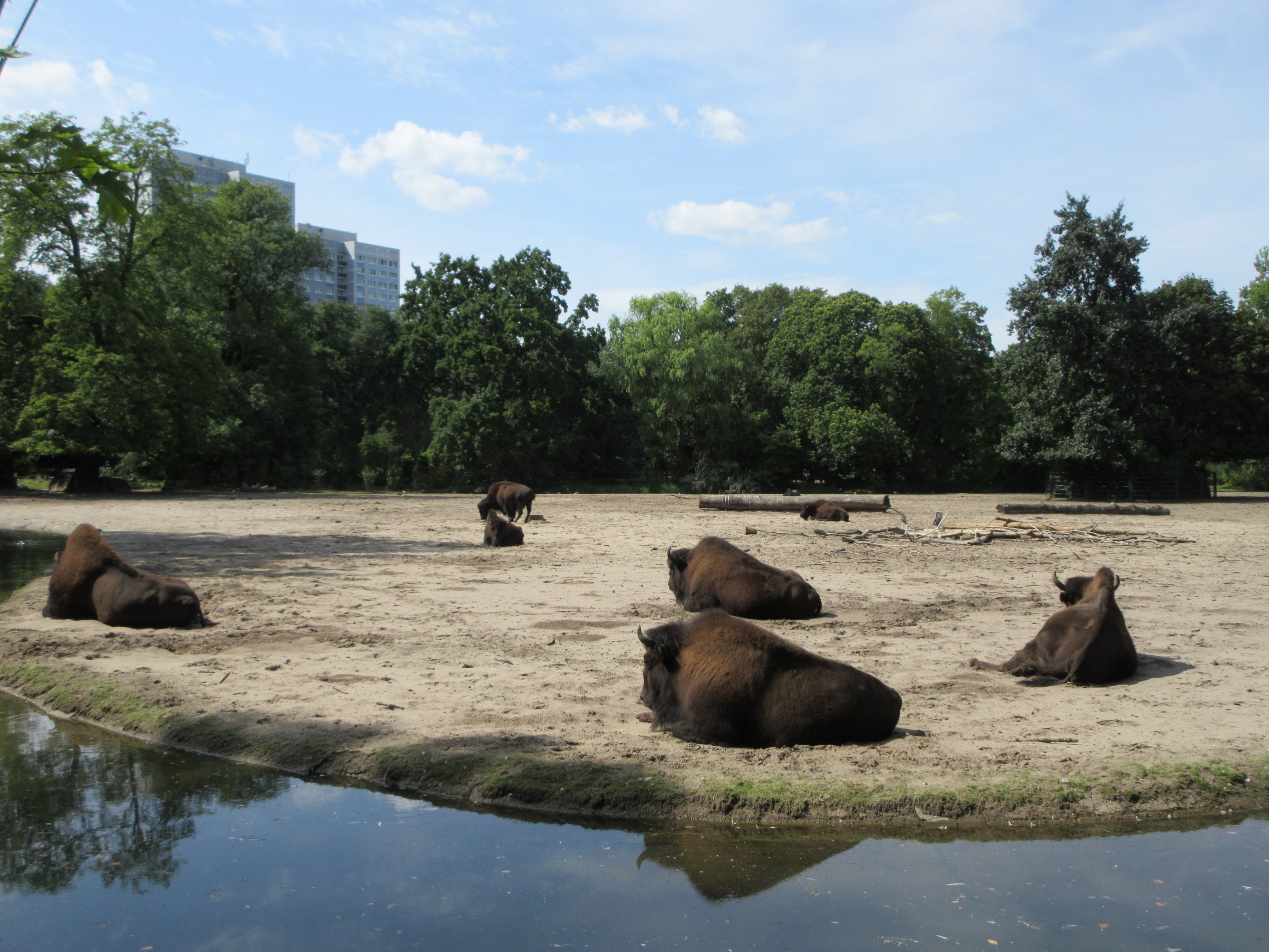 Wood Bison Exhibit