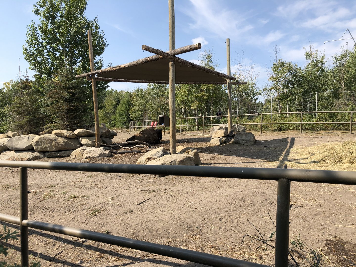 Wood Bison Exhibit