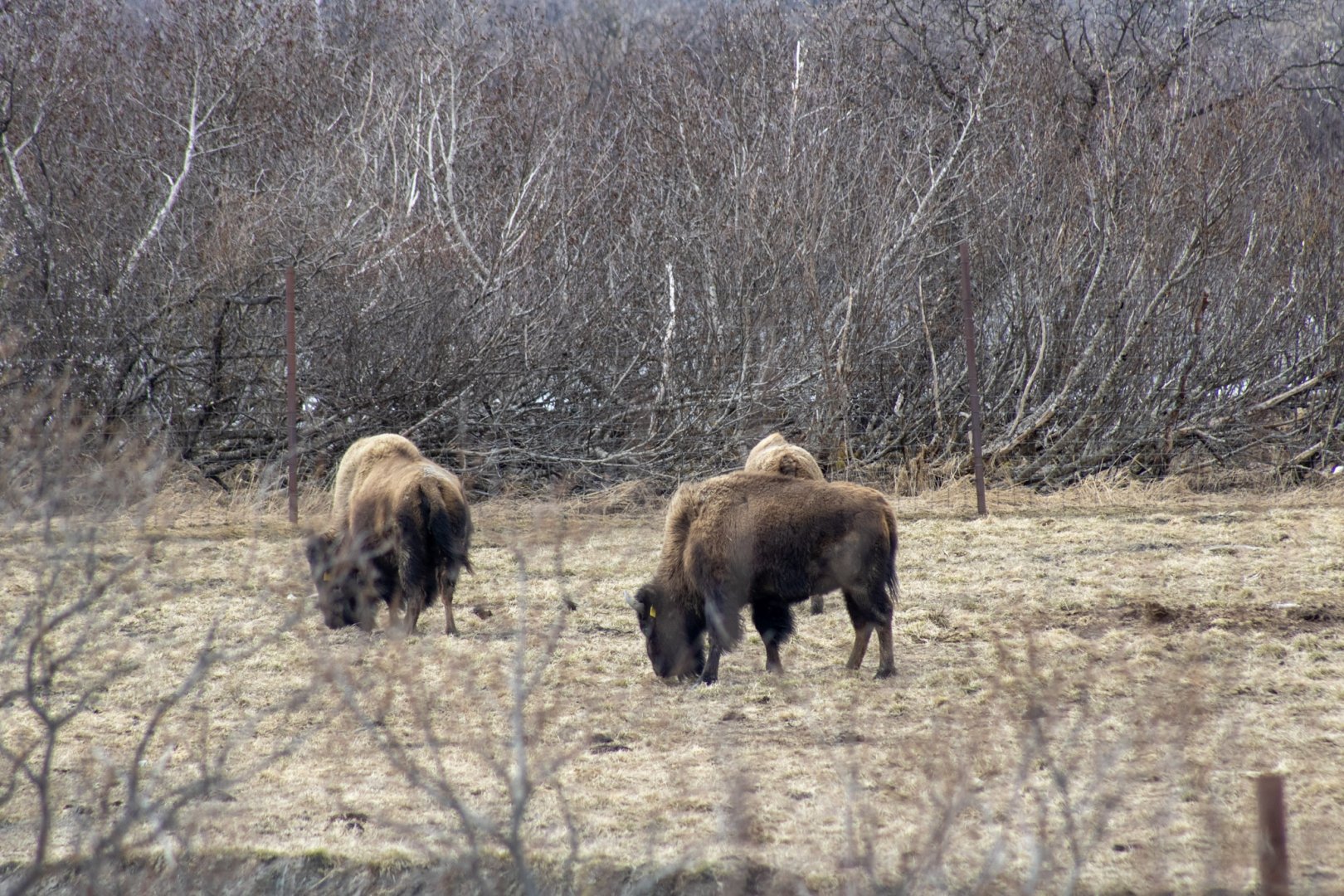 Wood Bison Exhibit