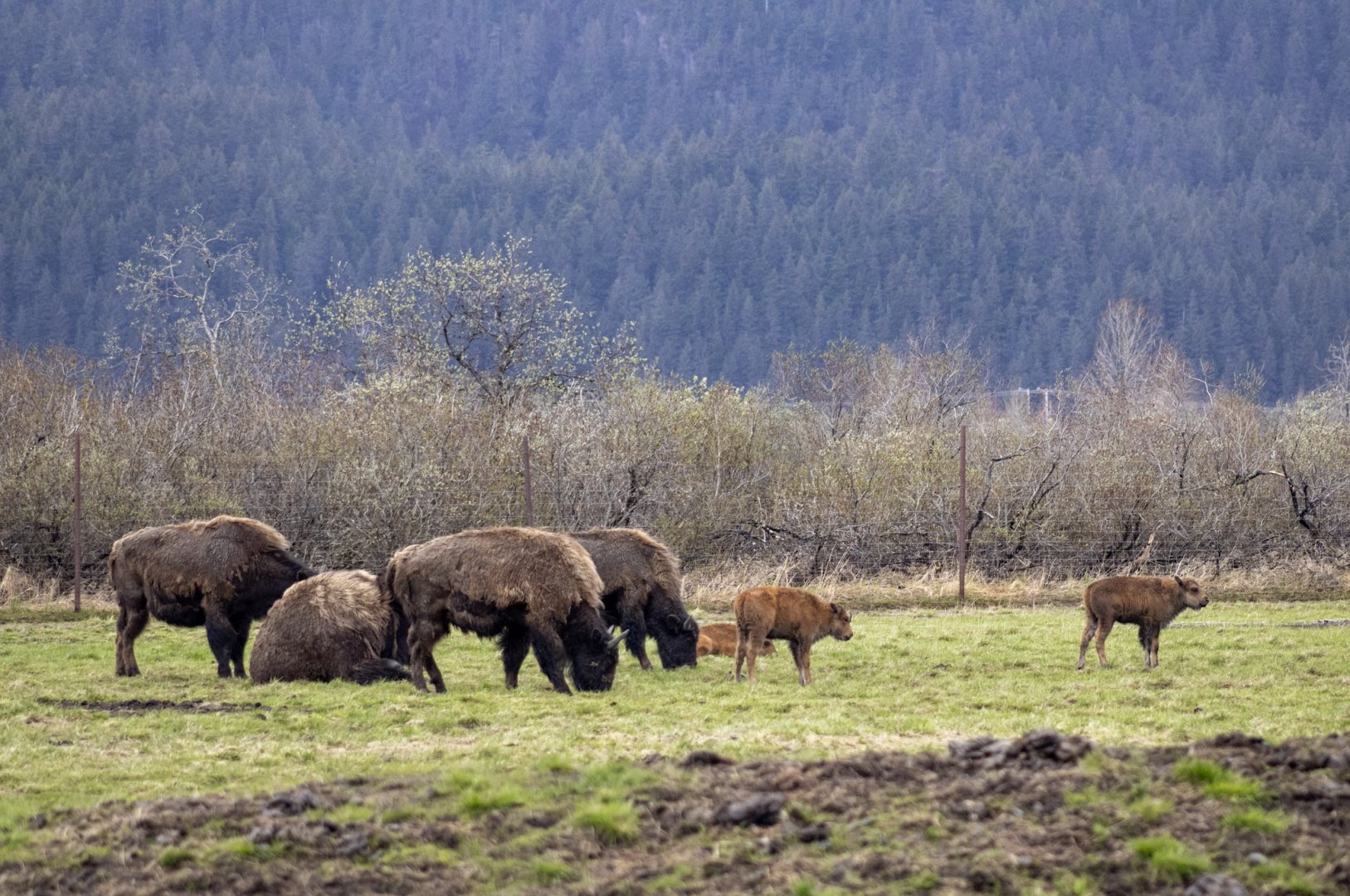 Wood Bison Herd