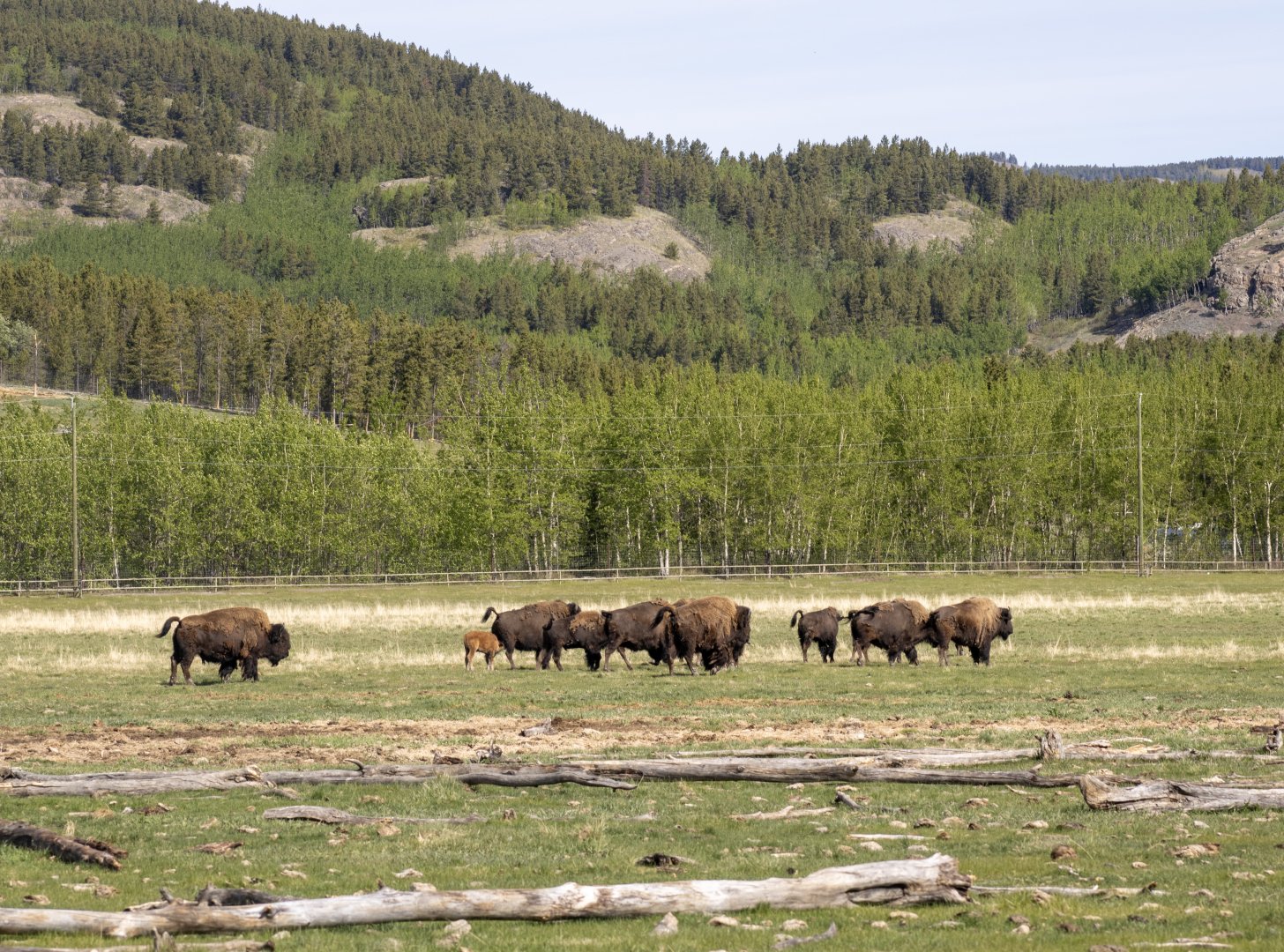Wood Bison Herd