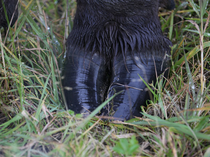 wood bison hoof