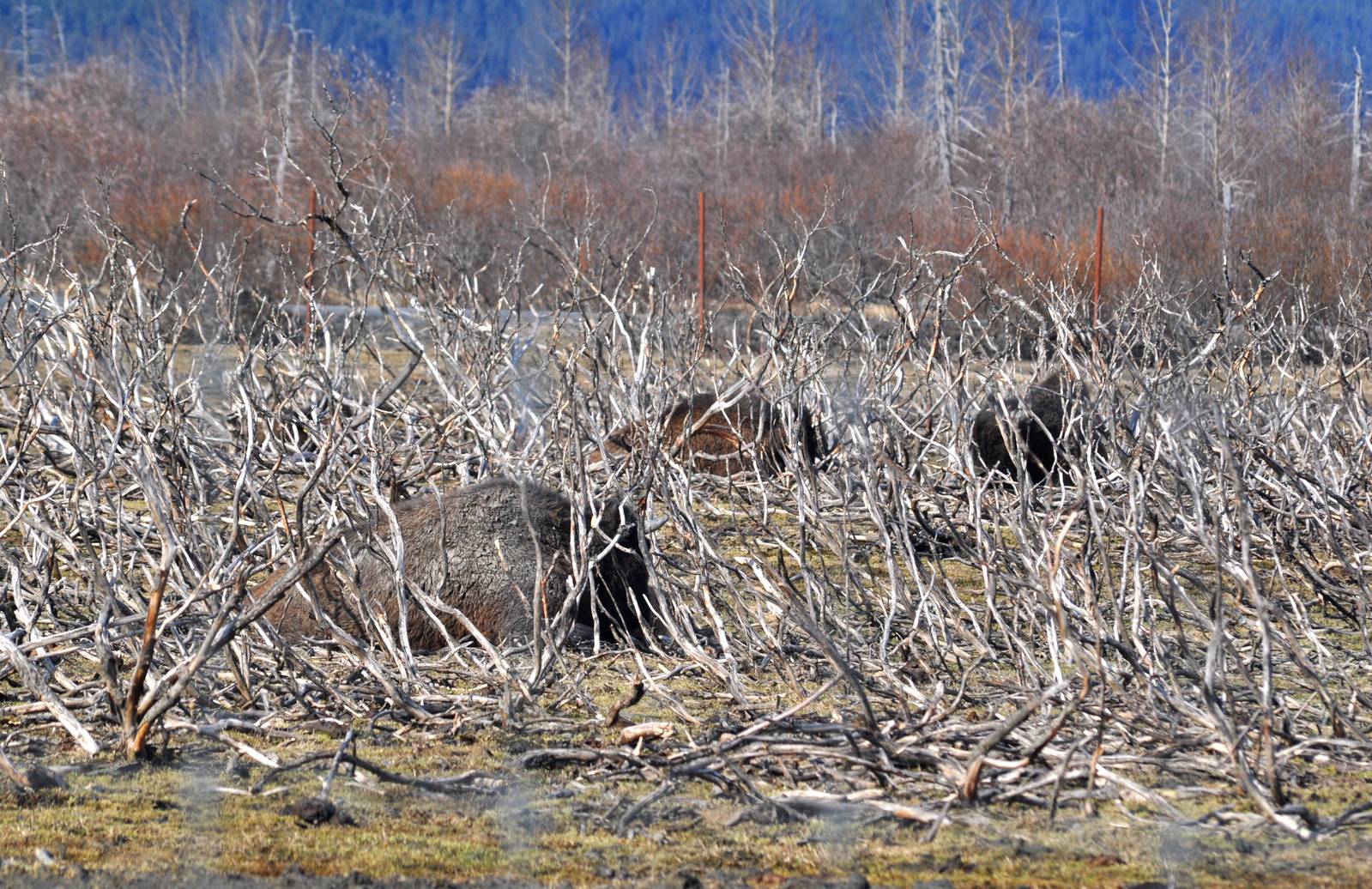 Wood Bison in the brush.