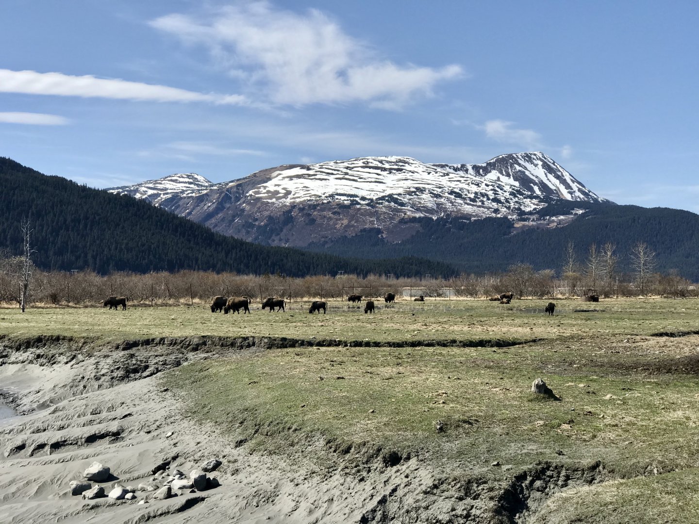 Wood Bison - May 2020
