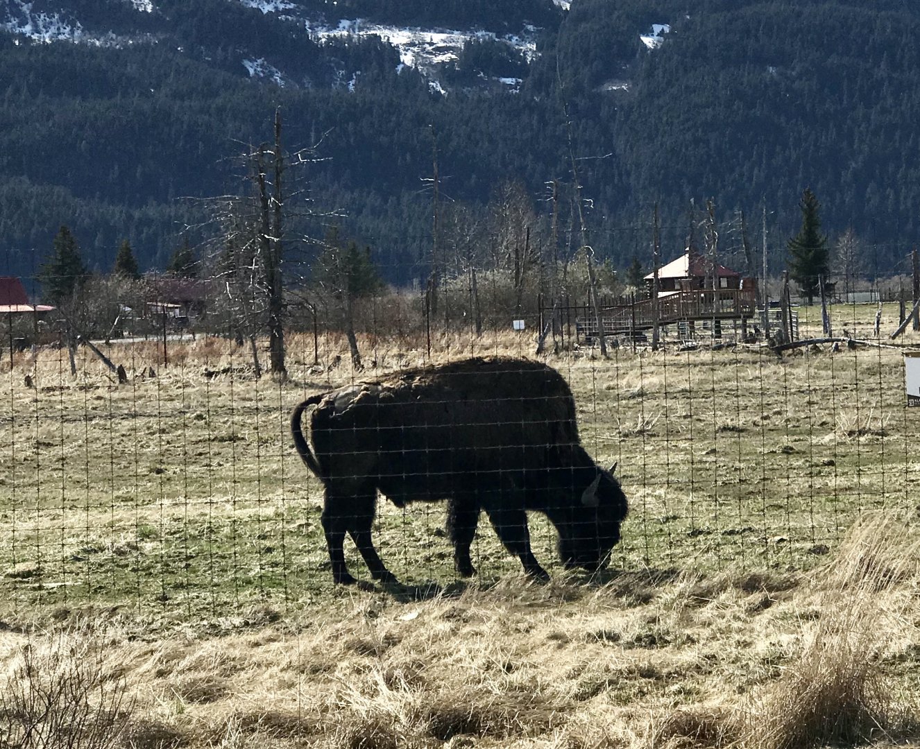 Wood Bison - May 2020