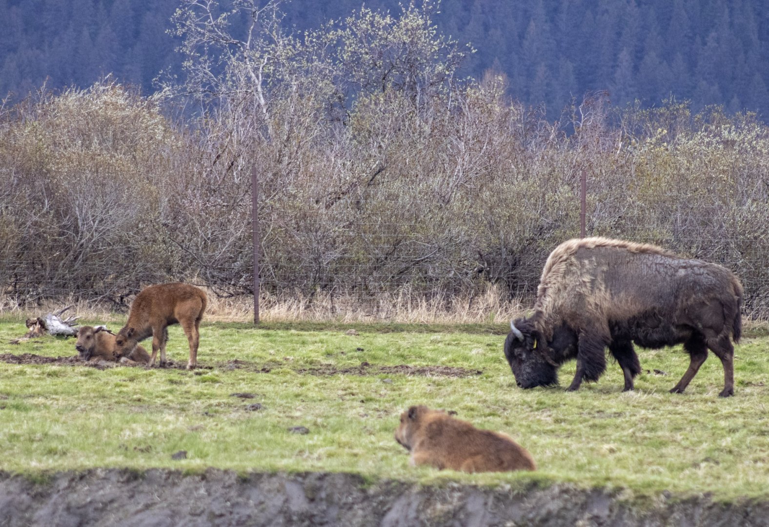 Wood Bison patriach and progeny
