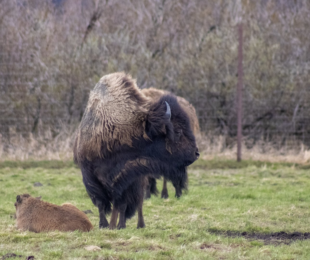 Wood Bison profile
