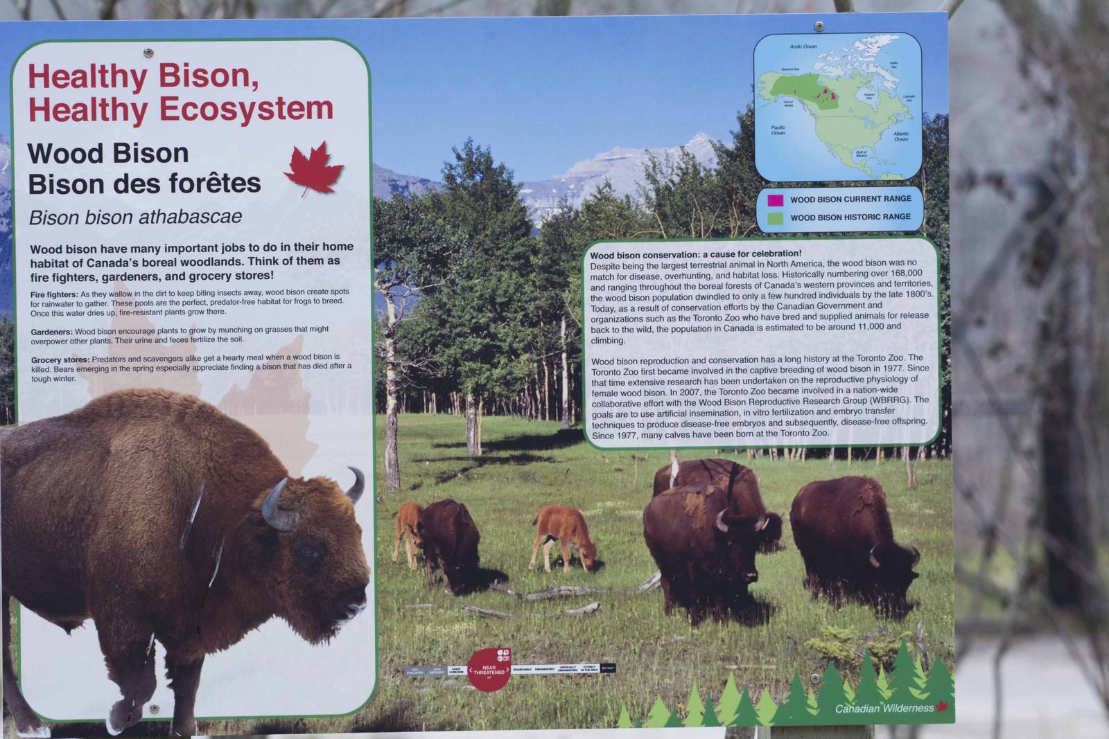 Wood Bison Signage