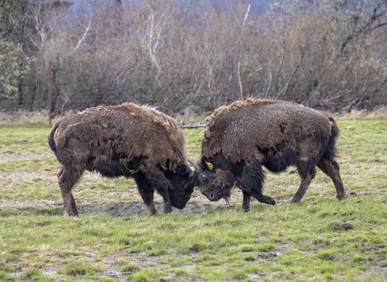 Wood Bison sparring