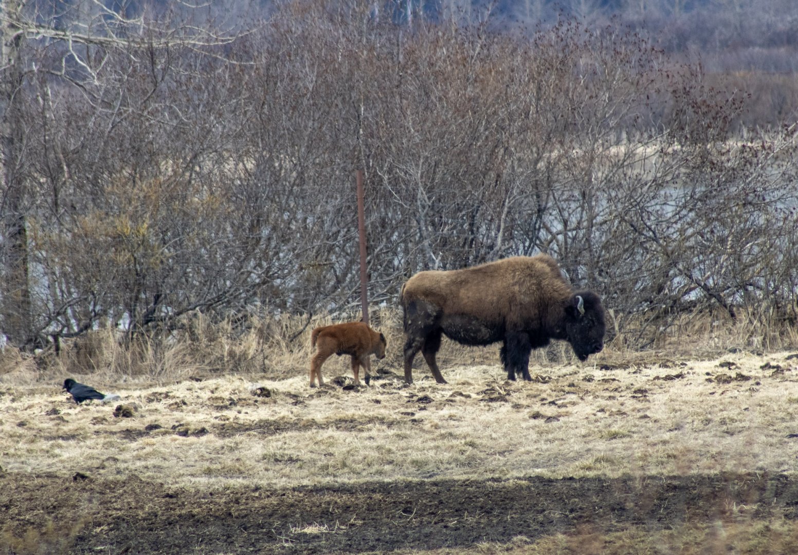 Wood Bison with Calf