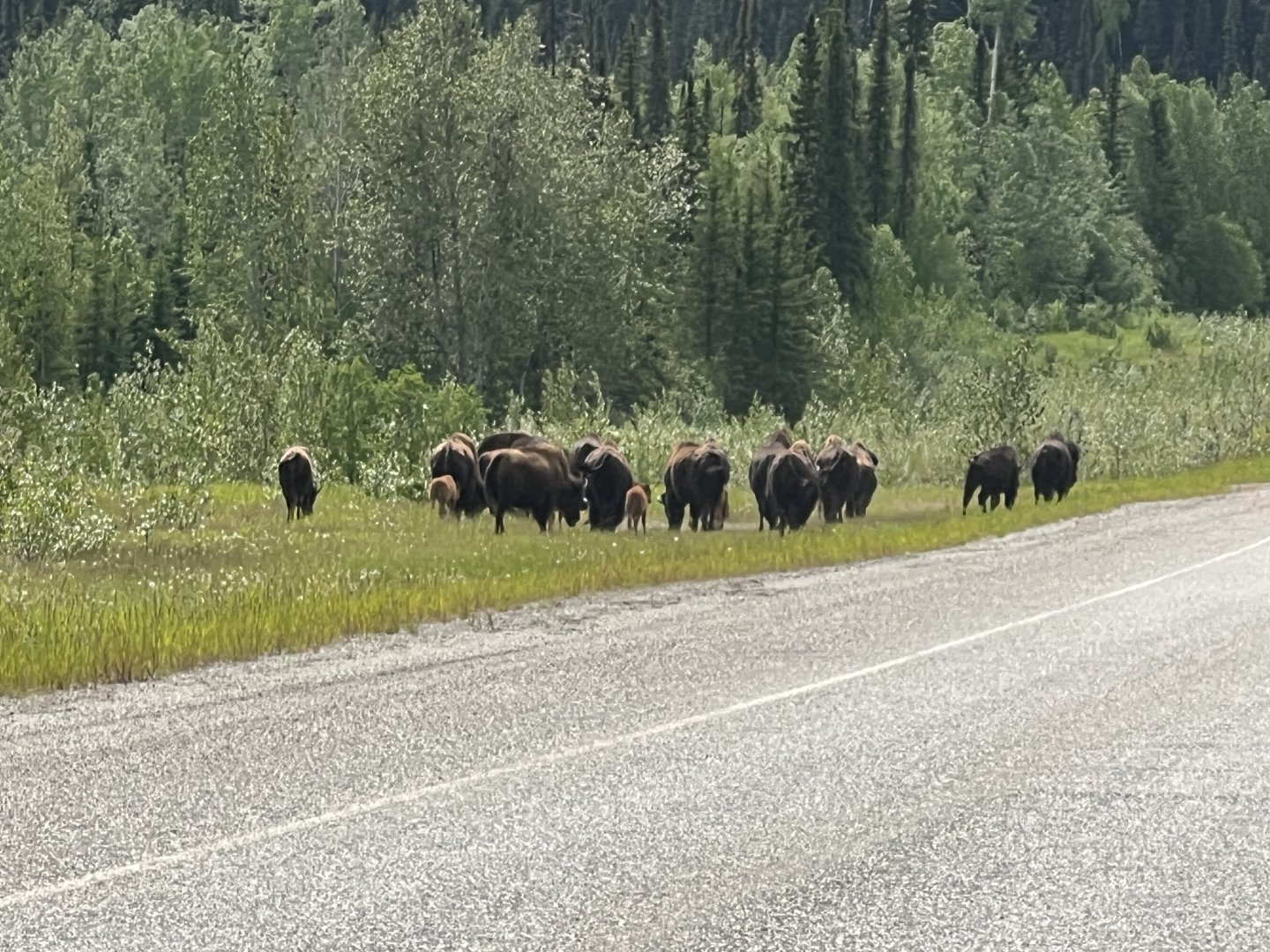 Wood Bison - Yukon