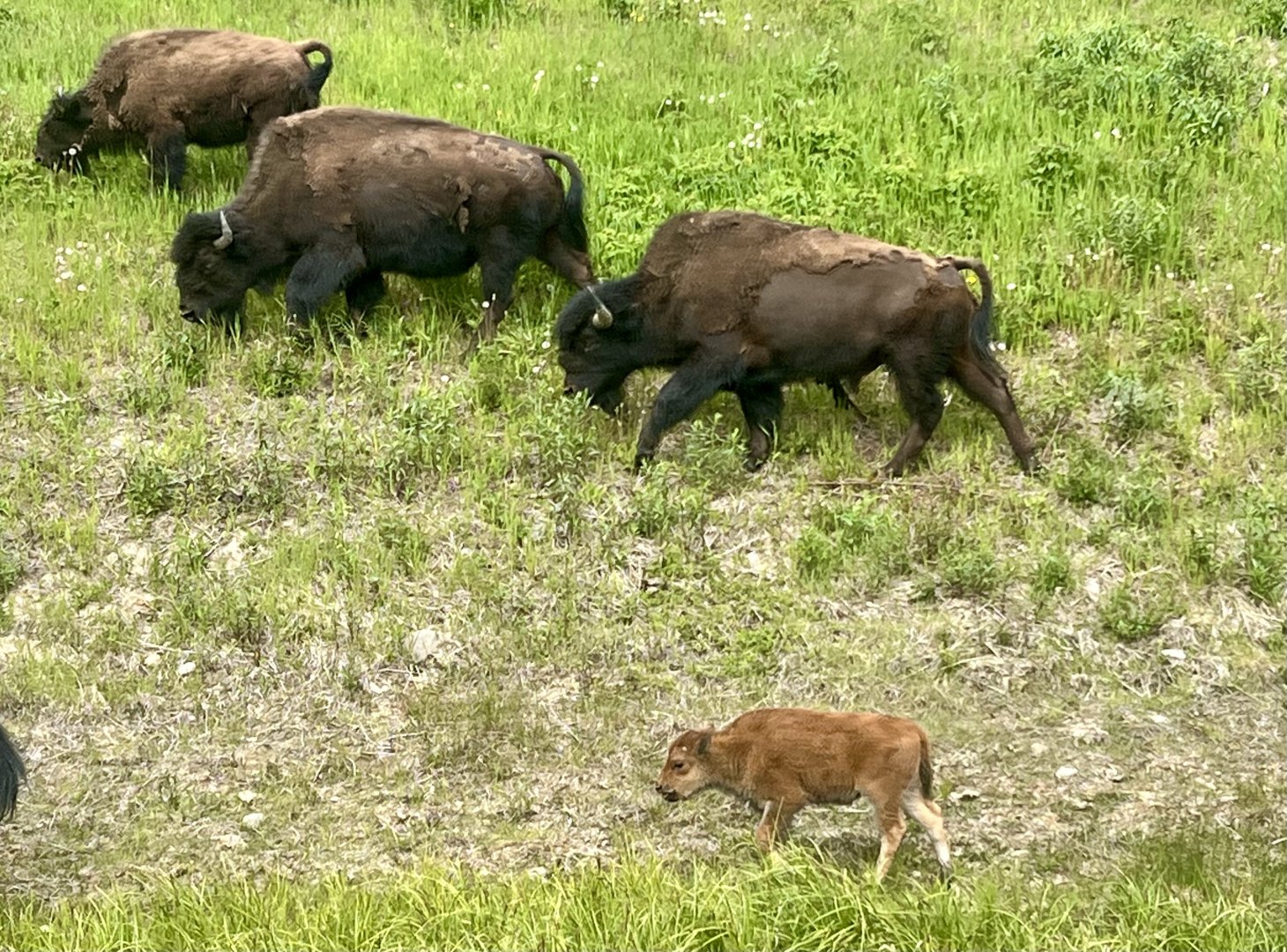 Wood Bison - Yukon