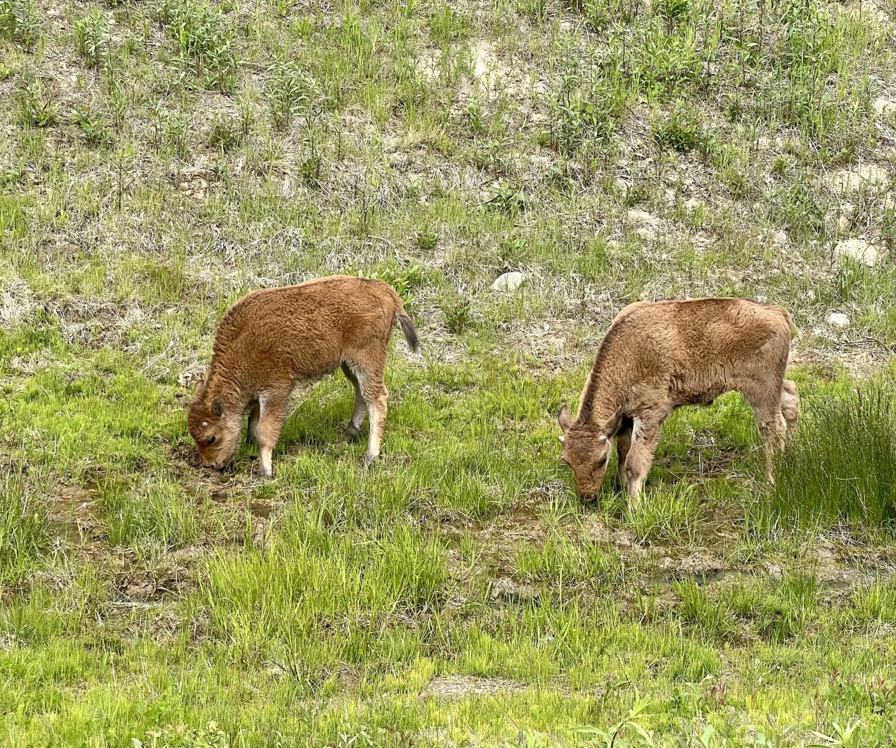 Wood Bison - Yukon