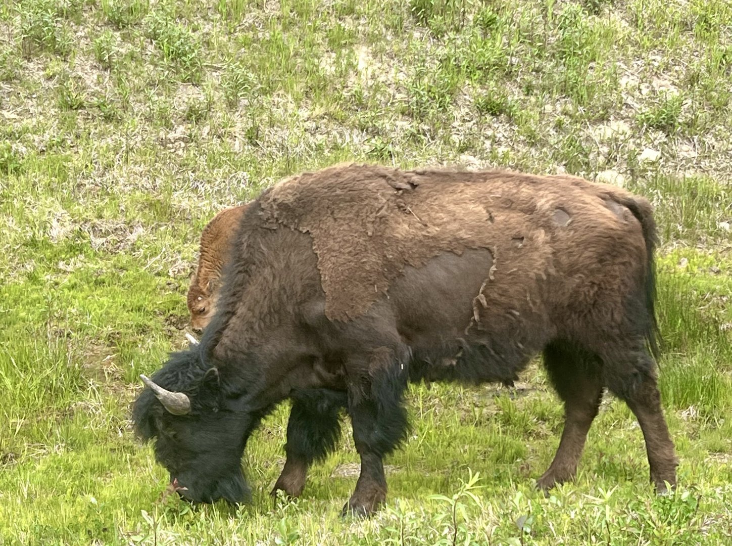 Wood Bison - Yukon