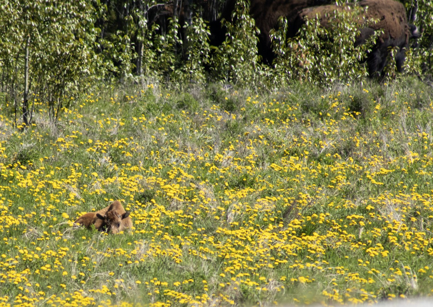 Wood Bison - Yukon