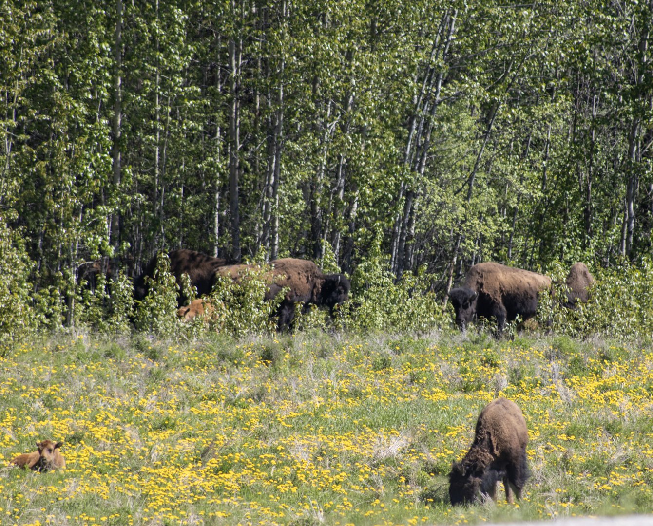 Wood Bison - Yukon