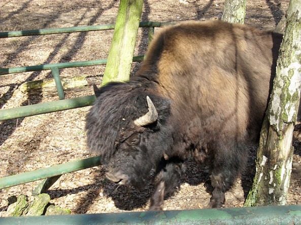 Wood bison