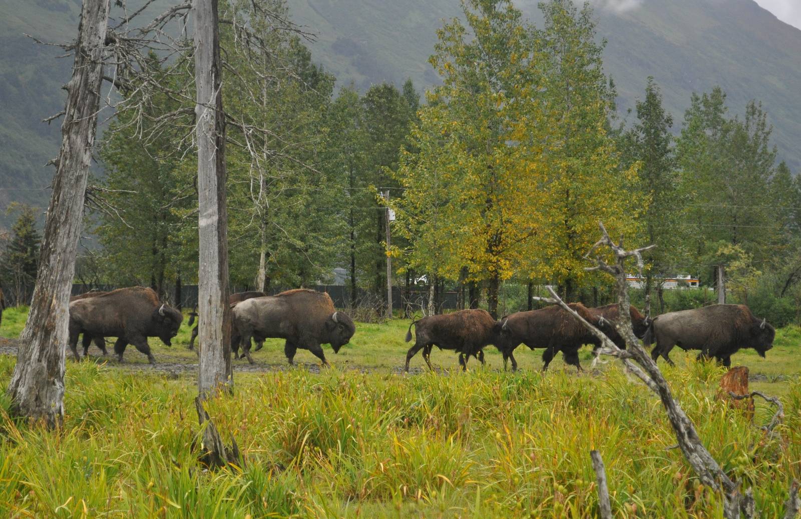 Wood Bison