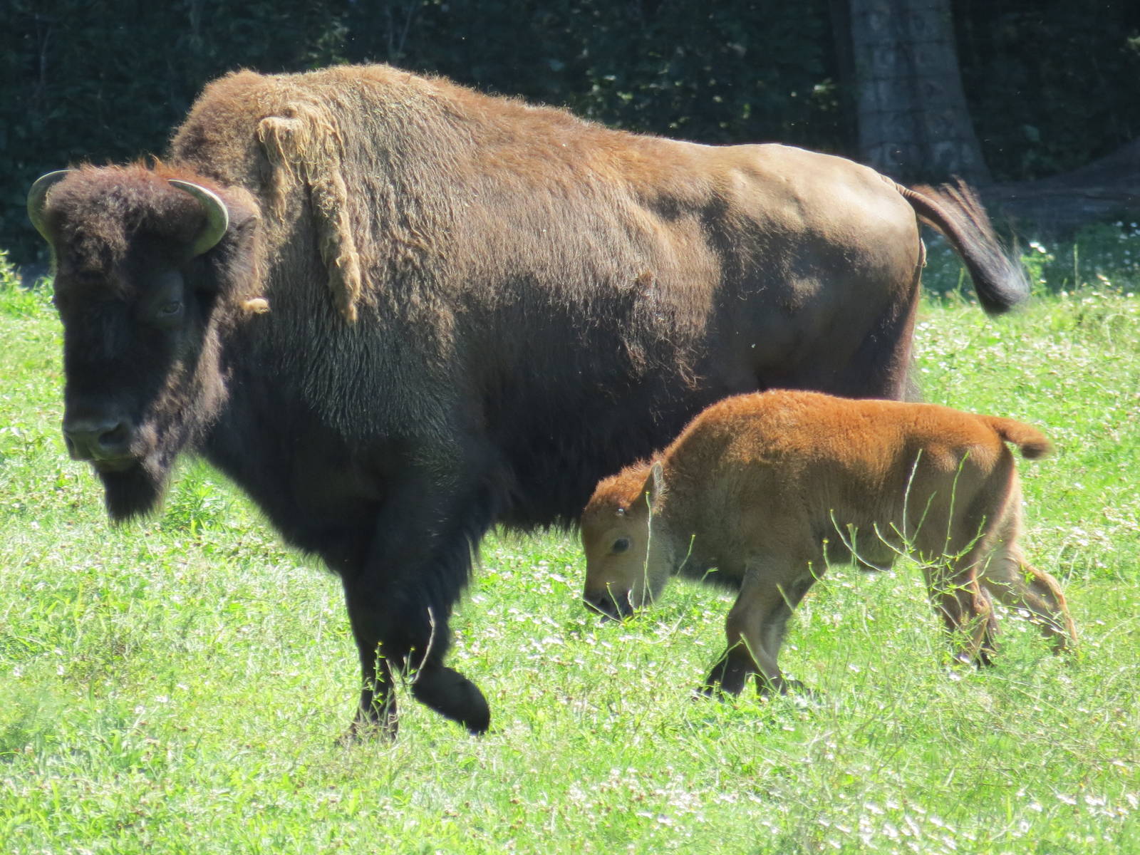 Wood Bison