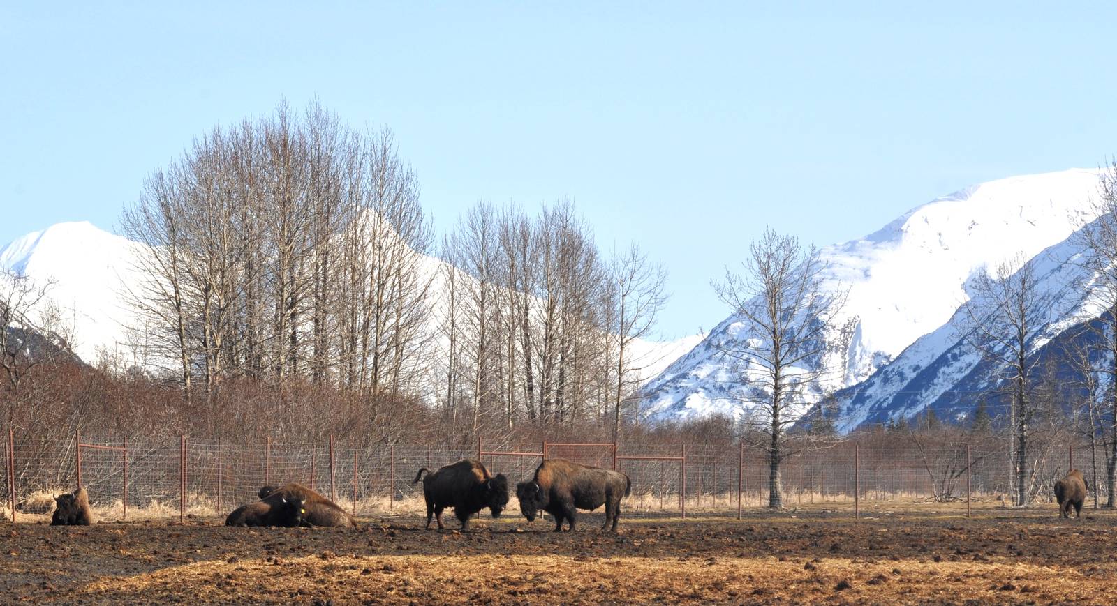 Wood Bison