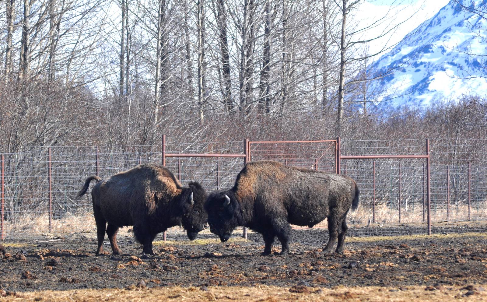 Wood Bison