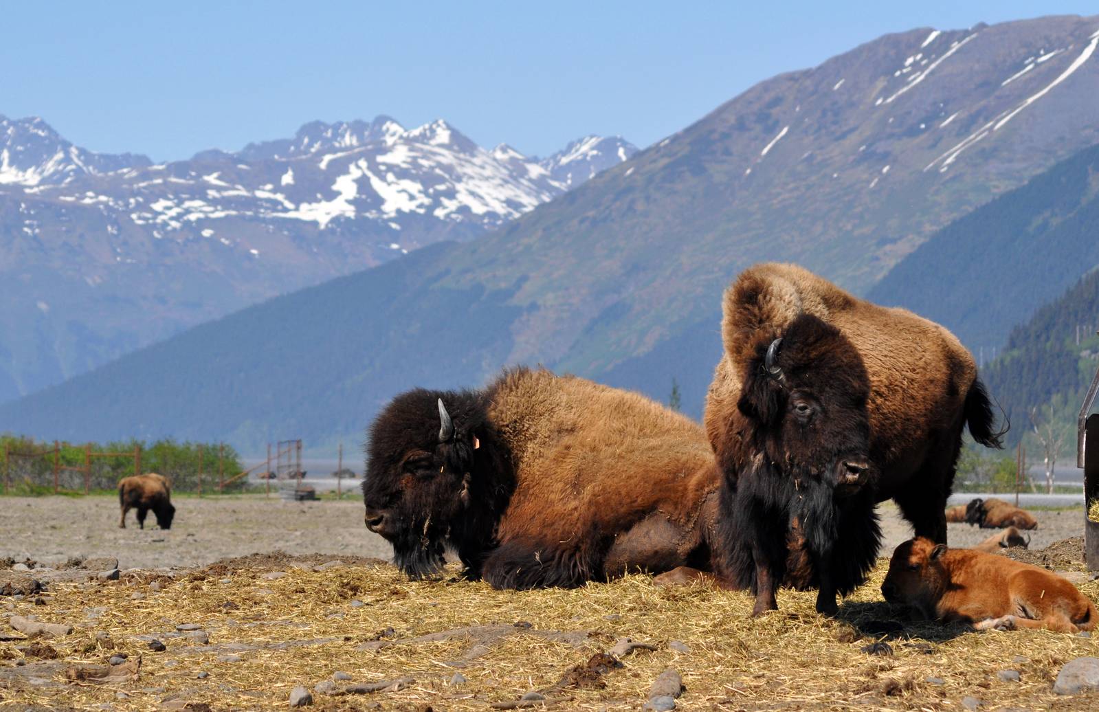 Wood Bison