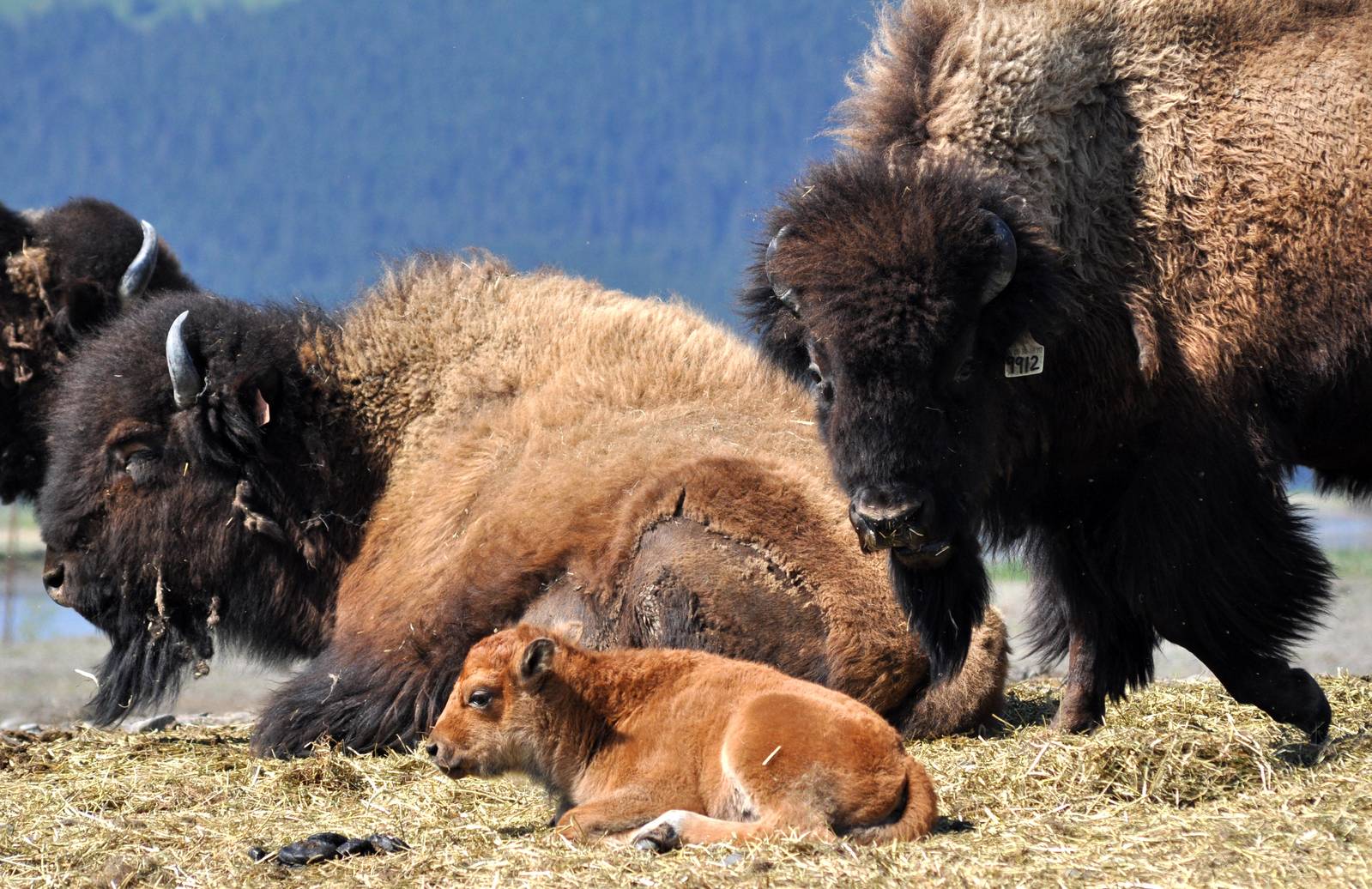 Wood Bison