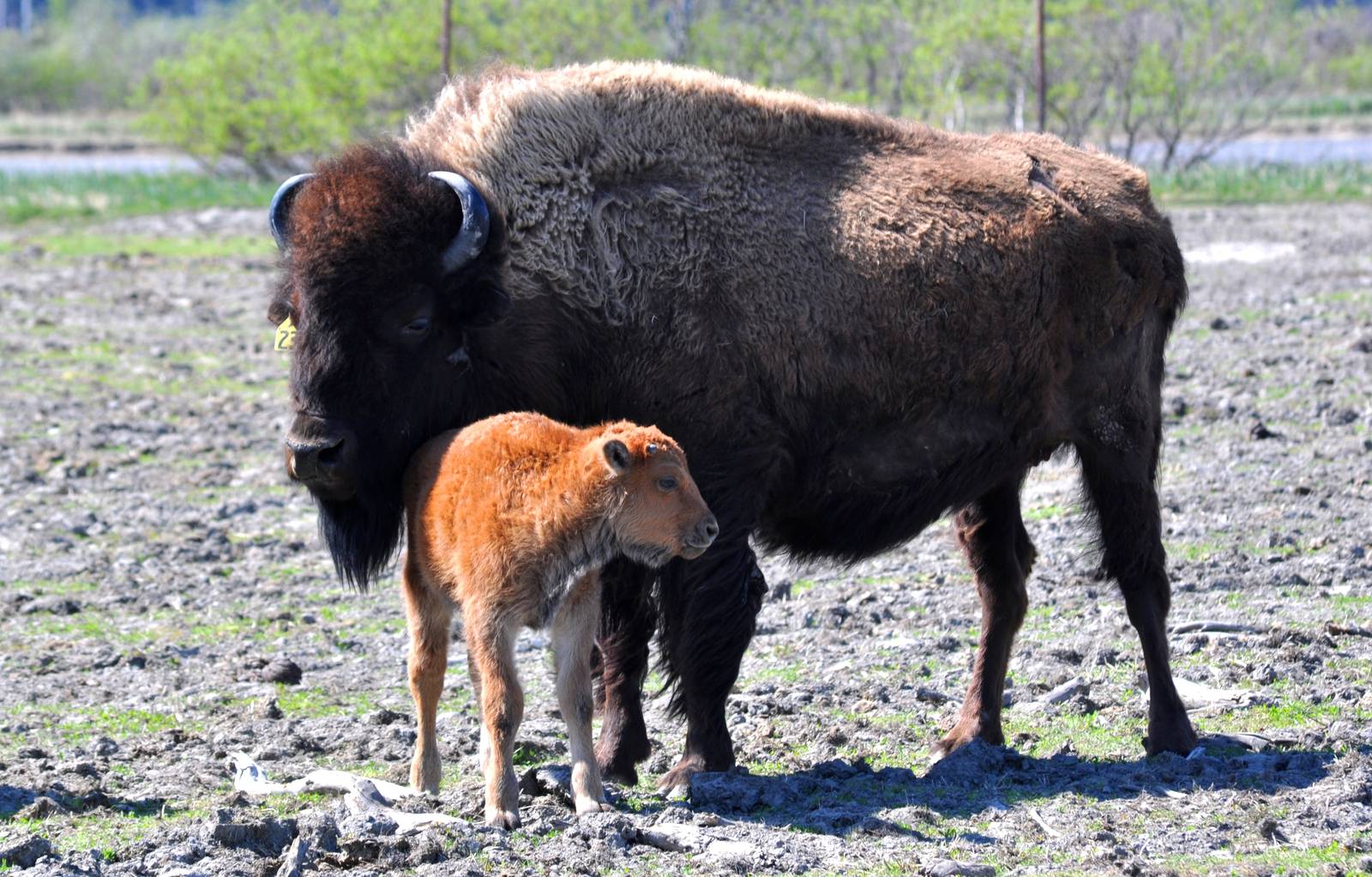 Wood Bison