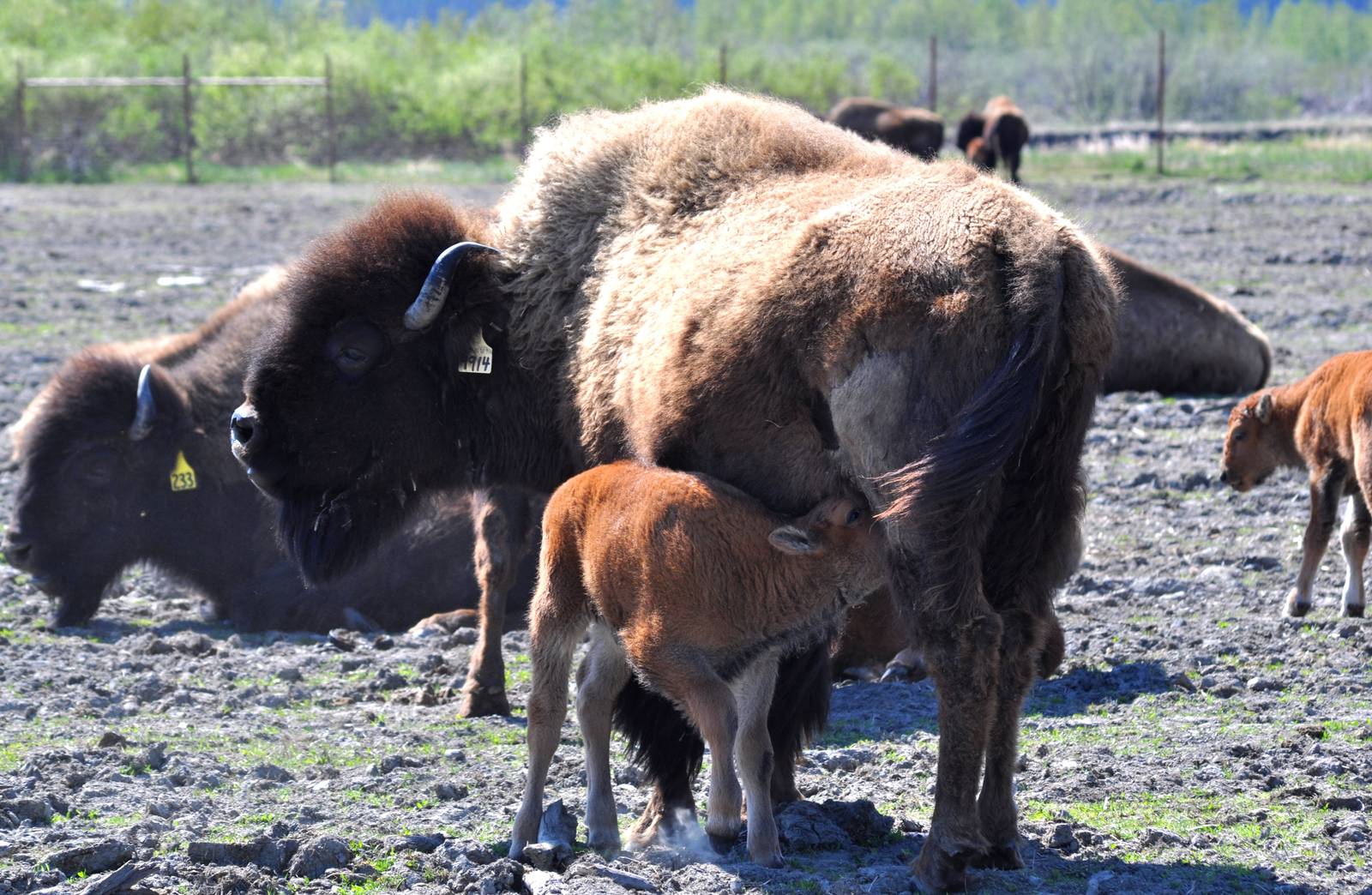 Wood Bison