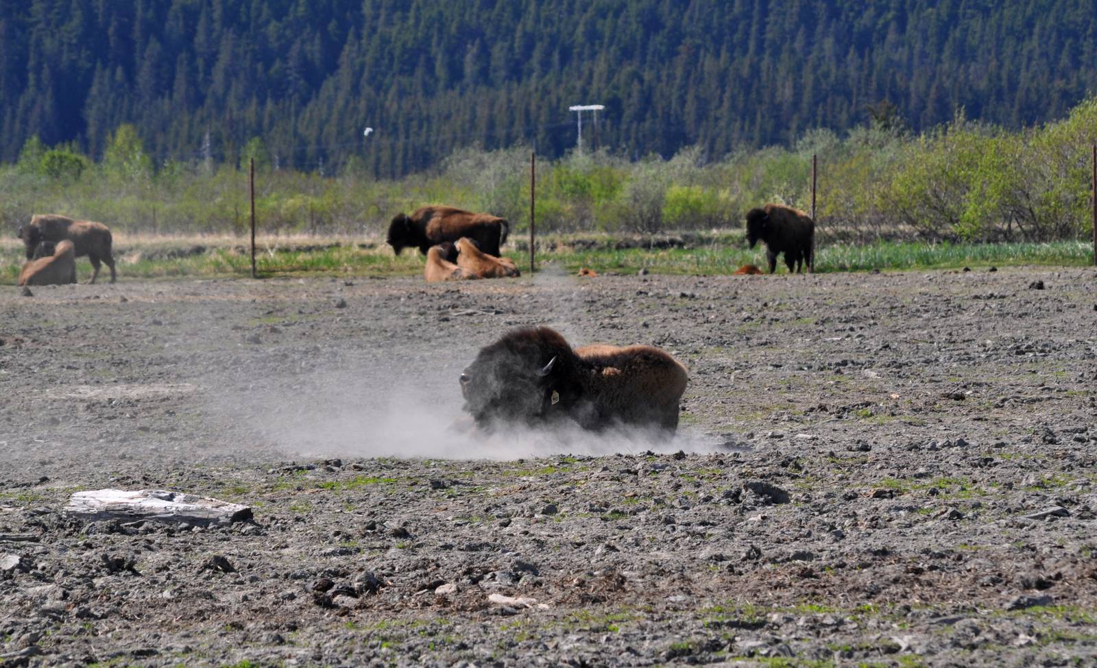 Wood Bison