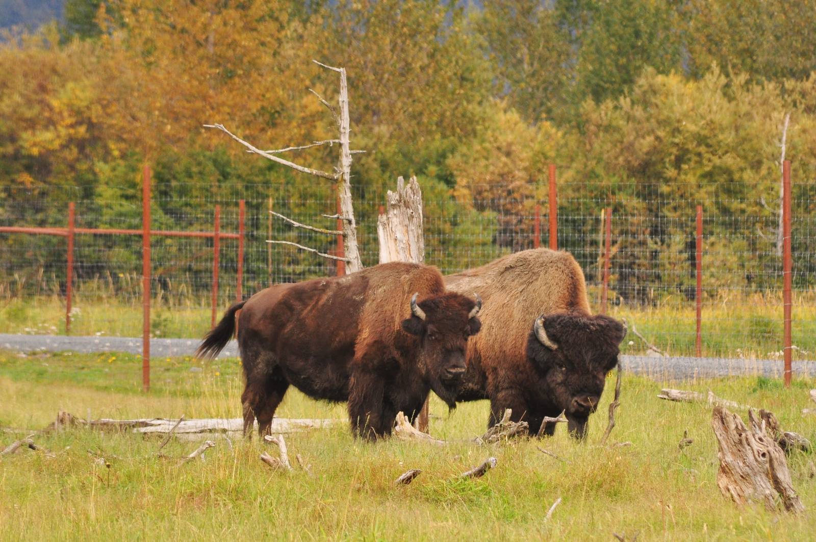 Wood Bison
