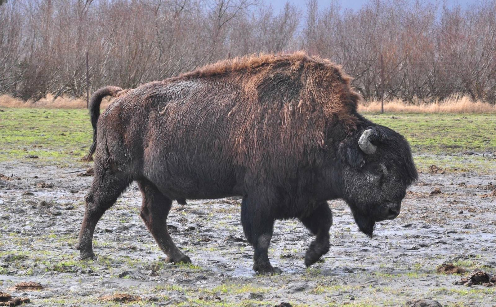 Wood Bison