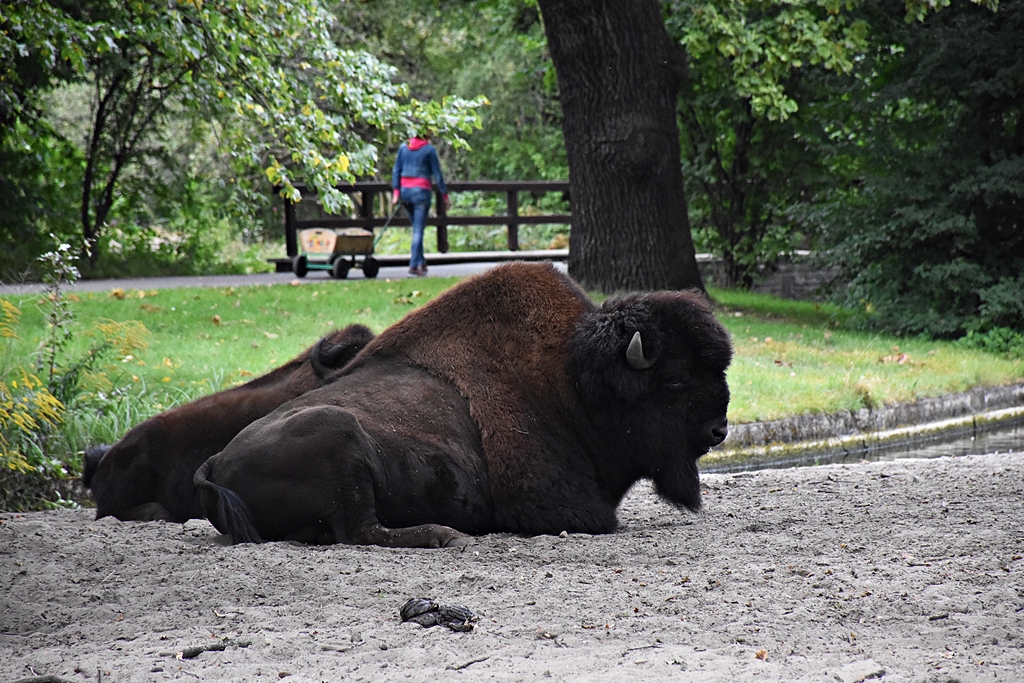 Wood bison