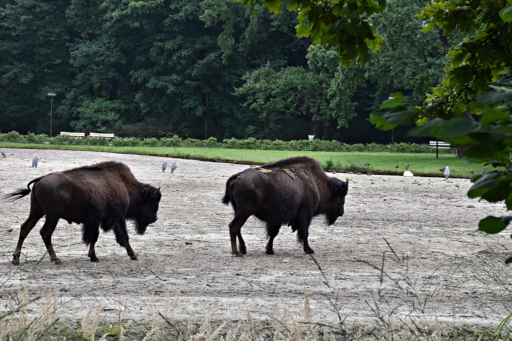 Wood bison