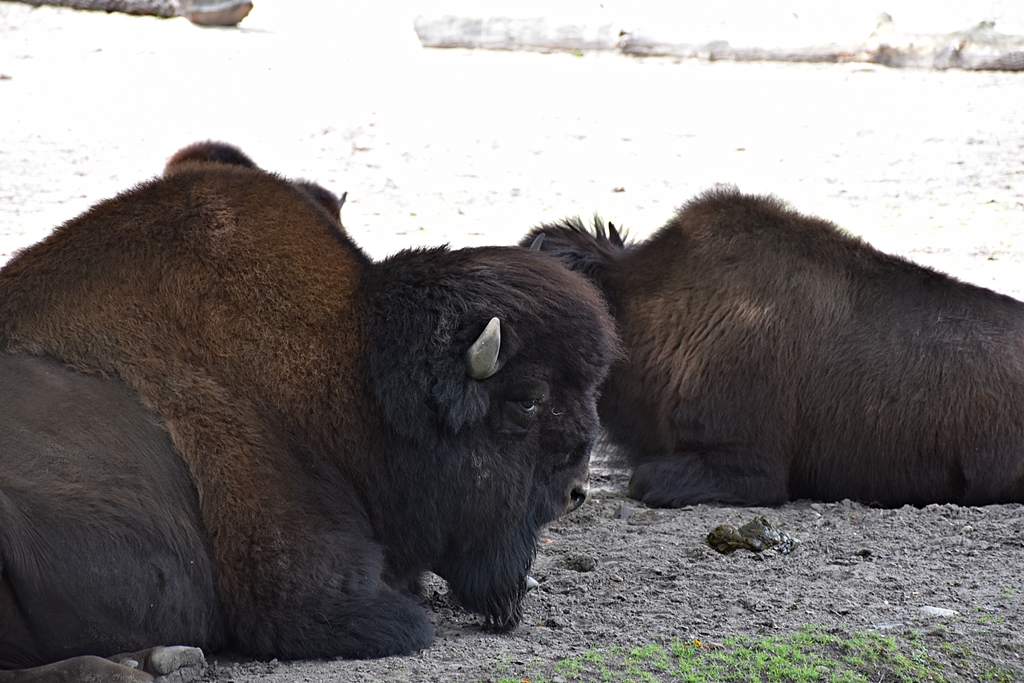 Wood bison