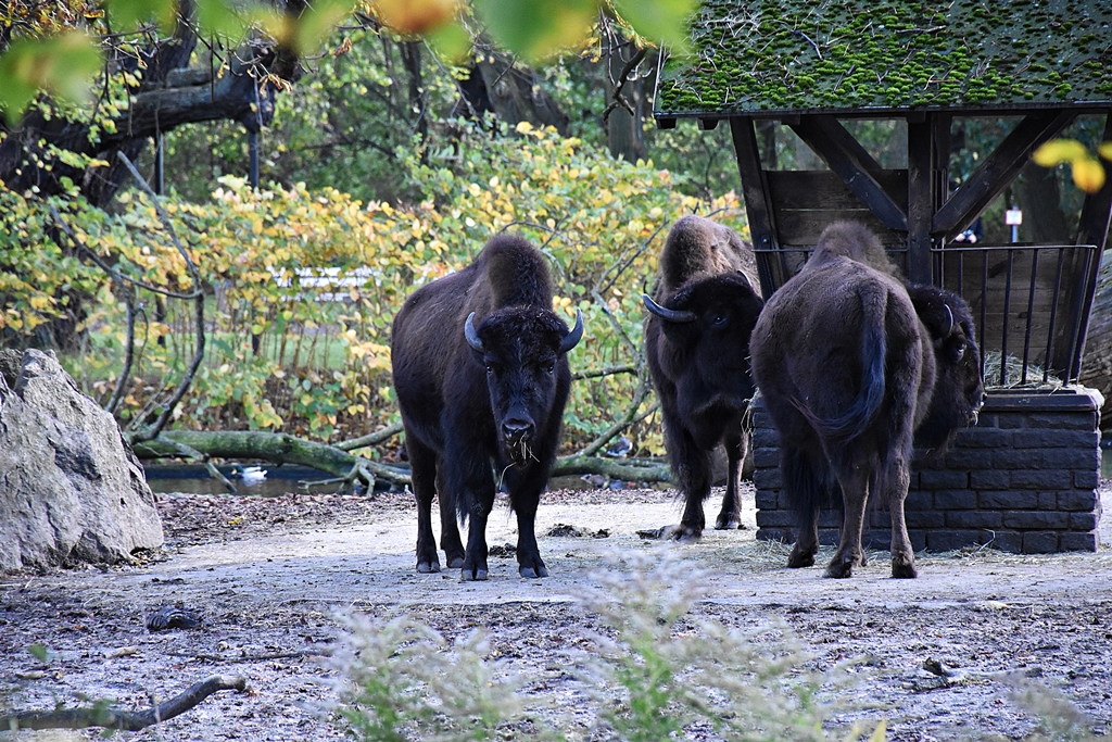 Wood bison