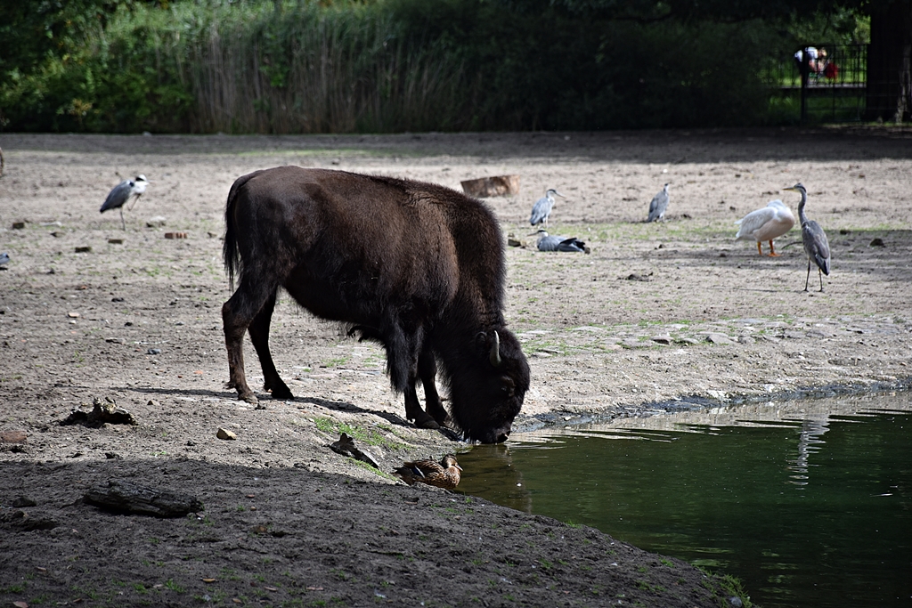 Wood bison