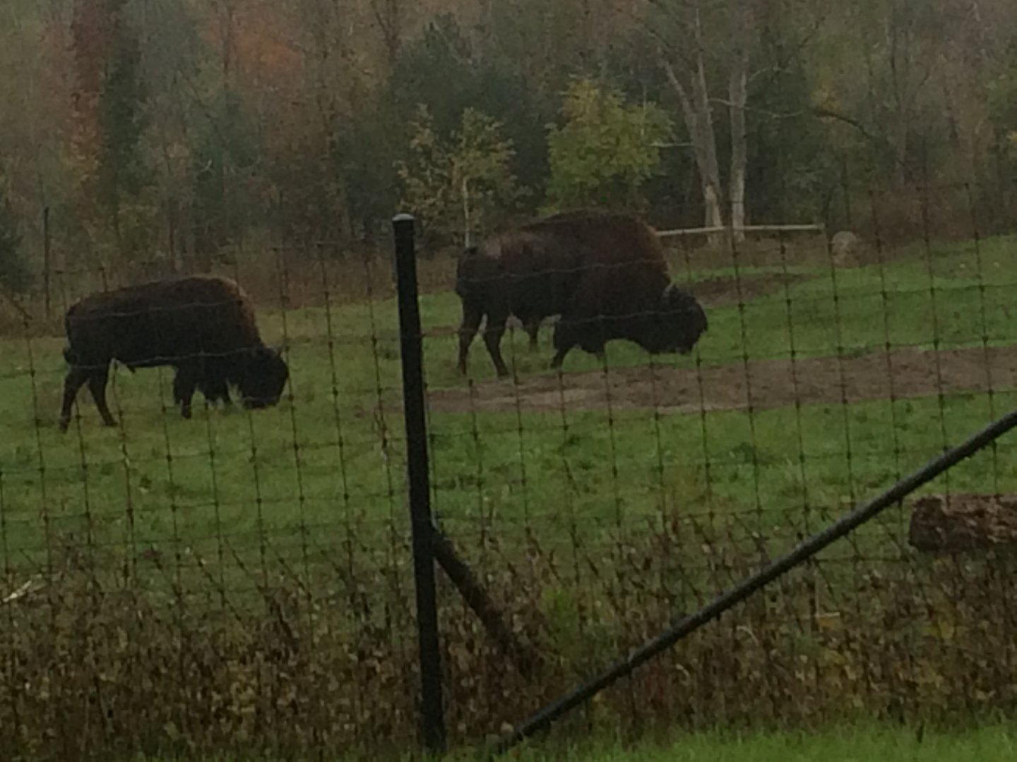 Wood bison